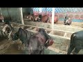 cattle farming প্রবাসীর গরুর খামার