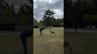 Deer Bows Down to a Guy After He Bowed Down to It
