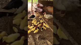 មេទានិងកូនទាកាប៉ា🐦🐤🐤