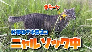 【農家ネコたちの農園ライフ】今日も農園は平和でした🐈‍⬛🐈