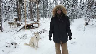 Visite du chenil de la Compagnie du Chien Fou