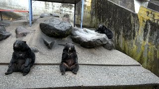 Yajiさんの旅の道草 奥飛騨くま(月の輪熊)牧場 【Okuhida  Bear Ranch】