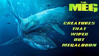 3 Sea Creatures That Hunted the Megalodons to Extinction