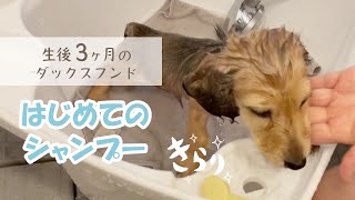 はじめてのシャンプータイム【ミニチュアダックスフンド 子犬の日常に密着】