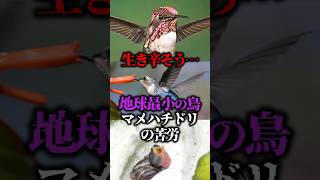 生き辛そう…地球最小の鳥マメハチドリの苦労【ゆっくり解説】