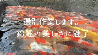 当歳の選別作業、錦鯉の池を少なくして大きくする#koifish #koi