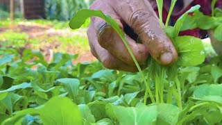 Growing Vegetables This Way Plants Grow Healthy