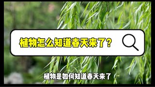 十万个为什么【植物篇】植物怎么知道春天来了？