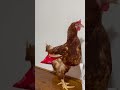 ニワトリ用オムツ shorts chicken トリトレット diaper hen 鶏 ニワトリ petchicken