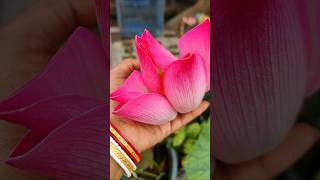 Amader gacher poddo ful#viral #youtubeshorts #trending #shorts #garden #flowers #lotus