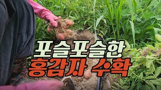 #112 속노란 홍감자 수확, 포슬포슬 분이 많은 감자