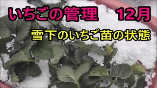 いちごの管理 12月【 雪下のいちご苗の状態】