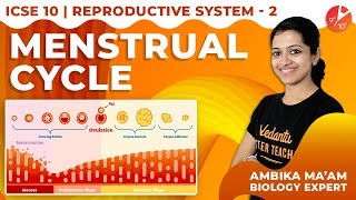 The Reproductive System L2 | Menstrual Cycle | Vedantu ICSE Biology Class 10 | @Vedantu9_10