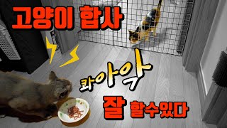 성묘고양이 합사ㅣ 합사는 기다림 ㅣ합사성공기ㅣ아기고양이합사