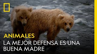 La mejor defensa es una buena madre | NATIONAL GEOGRAPHIC ESPAÑA