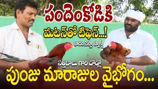 సంక్రాంతి సంబరాలకు ..పందెంకోడి రెడీ ..!Training Process of Pandem Kodi |Natukodi | Sasyasyamalam