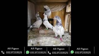 Prince breed for sale | AR pigeon