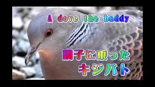 調子に乗ってスズメを困らせるキジバト ～A dove annoying sparrows.～