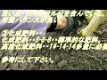 【トウモロコシ 栽培 家庭菜園】チッソ不足【ミネラル】【肥料】【追肥】【土寄せ】【ゴールドラッシュ】【育て方】【初心者】【農園】【美味しい】ホンダff300・2023 .6.25 sibaライフ