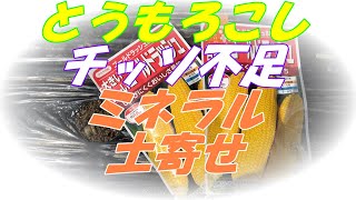 【トウモロコシ 栽培 家庭菜園】チッソ不足【ミネラル】【肥料】【追肥】【土寄せ】【ゴールドラッシュ】【育て方】【初心者】【農園】【美味しい】ホンダFF300・2023 .6.25 sibaライフ