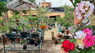 #rosadodeserto :tour no jardim/ transformei meu quintal em um jardim de rosas do deserto#organizacao