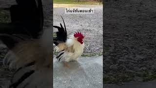 ไก่แจ้ขันตอนเช้า