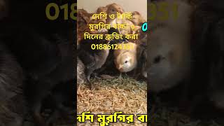 দেশি ও টার্কি মুরগির বাচ্চা ৩ ব্রুডিং করা বিক্রি করা হবে, desi murgir baccha, desi murgir hat,