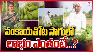 వంకాయ సాగుతో లాభాలు.. | Huge Profits With Brinjal Cultivation | Kandukur Latest |@sumantvkandukur