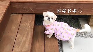 【シーズー×ペキニーズ】不安?ベランダデビューに苦戦するわんこ♪｜犬vlog