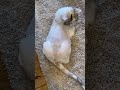 ハーフサマーカットを喜ぶ猫パイン