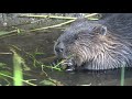 beaver at deer lake burnaby bc