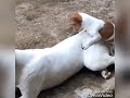 Animal mating compilation 1