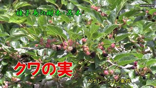 シマグワ 初夏のころ枝の葉腋に白色から黒紫色に熟した実を木全体につけた果実風景令和6年 AIナレーション案内 - 種子島の樹木・花木