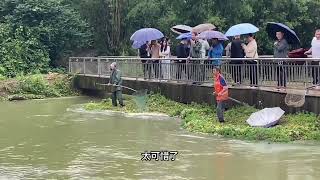 江西接连几天下雨，大鱼从水库冲下摔晕，村民站桥上捞鱼高兴坏了