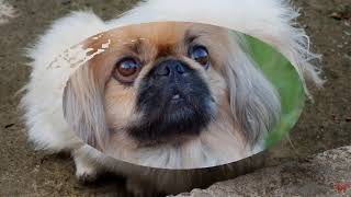 Пекинес (Pekingese)