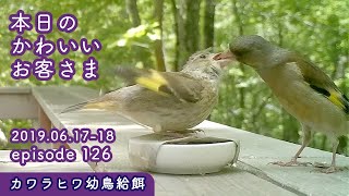 『カワラヒワ親の愛！おねだりする幼鳥に給餌』2019/06/17-18 本日のかわいいお客さま