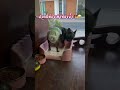 🤣🤣 ต้องฉี่ในห้องน้ำเท่านั้น เฟรนบลูด็อก frenchbulldog frenchbulldoglove อั่งเปา