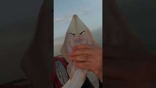 תפיסה ושחרור של דג גיטרן בז'רז'ור 🐟 #Guitarfish catch and release #shorts  #fishing #fishingvideo