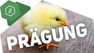 Prägung – Verhaltensbiologie 5