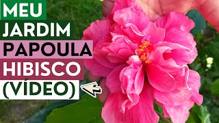 MEU JARDIM: MINHA COLEÇÃO DE PAPOULAS HIBISCO EM VÍDEO