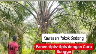 panen sawit Pokok Sedang, rata-rata 2 janjang per pohon nya ‼️