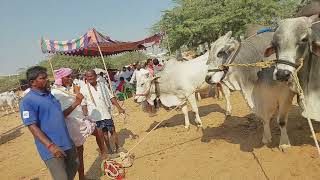 పెబ్బేరు సంతలో భారీ సైజు ఒంగోలు మైల కోడెలు | Ongole Bulls 🐂🐂 prices in Pebbair market