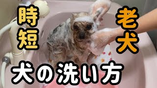 誰でも簡単に出来る犬の洗い方犬が教えます【老犬】【水が嫌いな犬】時短シャンプー／目ヤニの取り方【関西弁をしゃべる犬】高齢犬