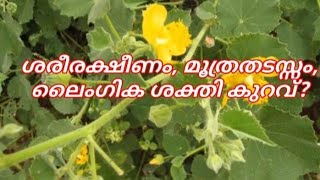 ശരീരക്ഷീണം, മൂത്രതടസ്സം , ലൈംഗിക ശക്തി കുറവ്?/ ഊരം നിസാരമല്ല