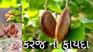 કરંજ ના ફાયદા | કરંજ નું દાતણ | કરંજ નું તેલ | karanj na fayda | #આયુર્વેદિકઉપચાર