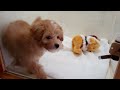 ミックス犬専門　ペットショップＡ－ワン　20160303生まれ　お父さん（マルチーズ）・お母さん（Ｔ・プードル）お顔・胸・足先にはっきり白の入ったアプリコット＆ホワイトのマルプーの男の子