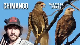 Caracara Chimango 4K (Milvago chimango)