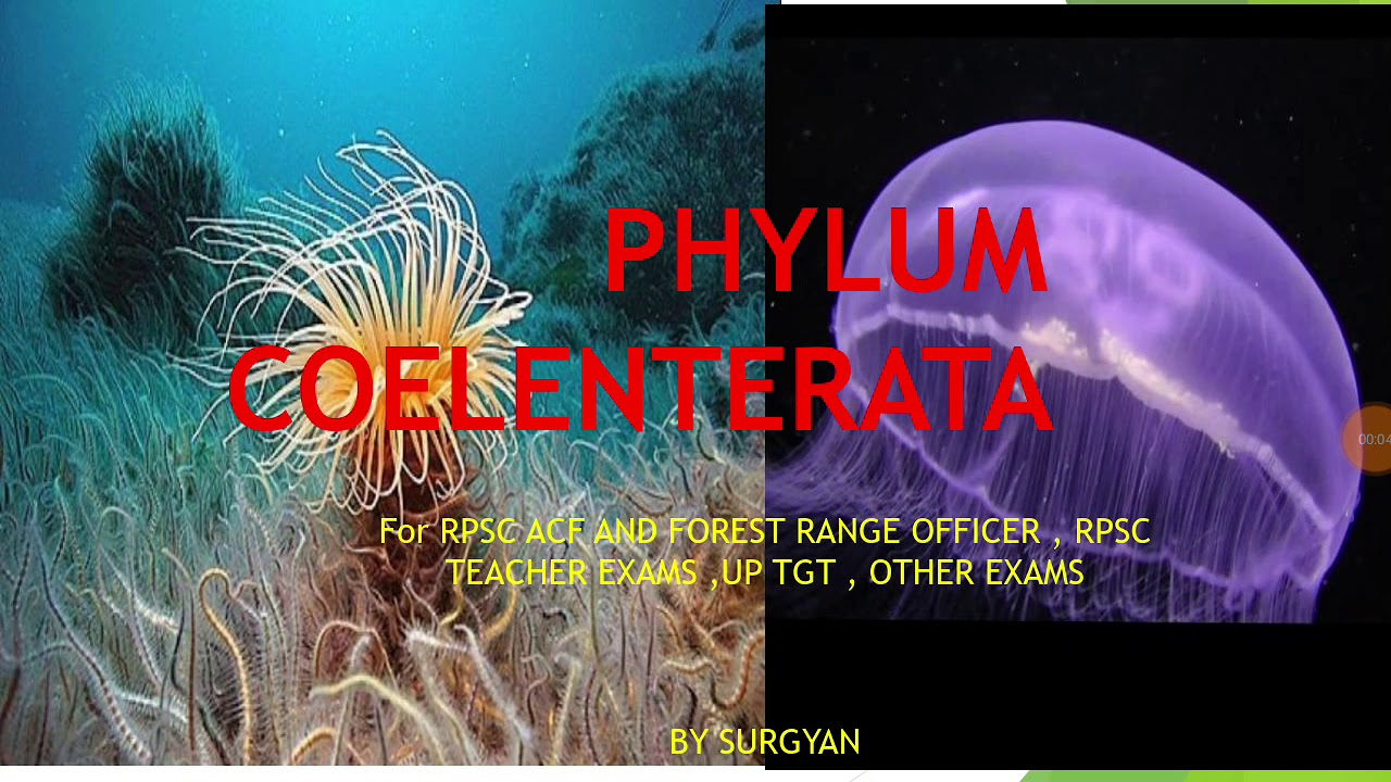 Phylum Coelenterata-taxonomy And Classification ||Rpsc Gyan|| - YouTube