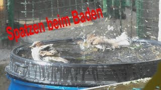 Spatzen beim baden (sparrows take a bath)