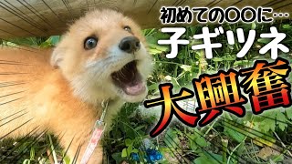 初めてのおもちゃに喜ぶキツネが可愛いすぎる件ww【生後3ヶ月】 A fox who is very excited about toys